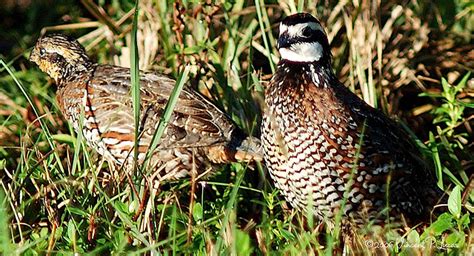 Alabama quail for sale. Things To Know About Alabama quail for sale. 